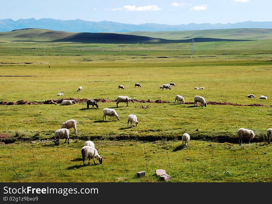 Grassland flocks