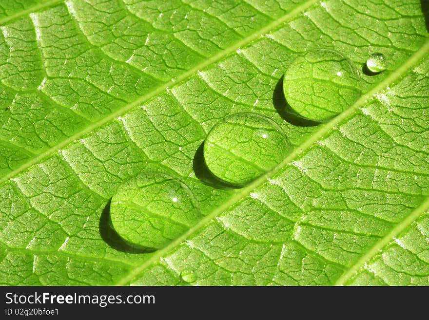 Many fresh water drop in the morning. Many fresh water drop in the morning.