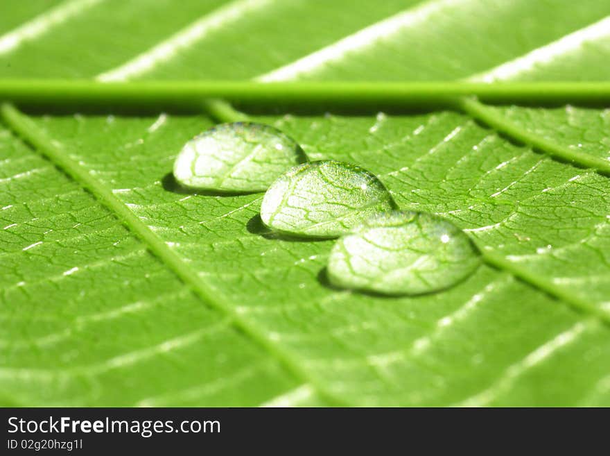 Many fresh water drop in the morning. Many fresh water drop in the morning.