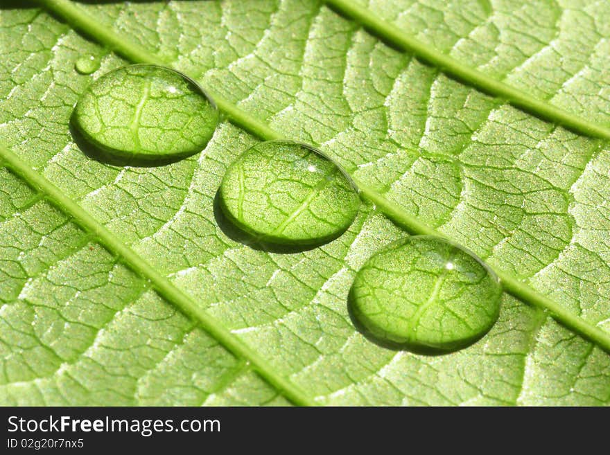 Many fresh water drop in the morning. Many fresh water drop in the morning.