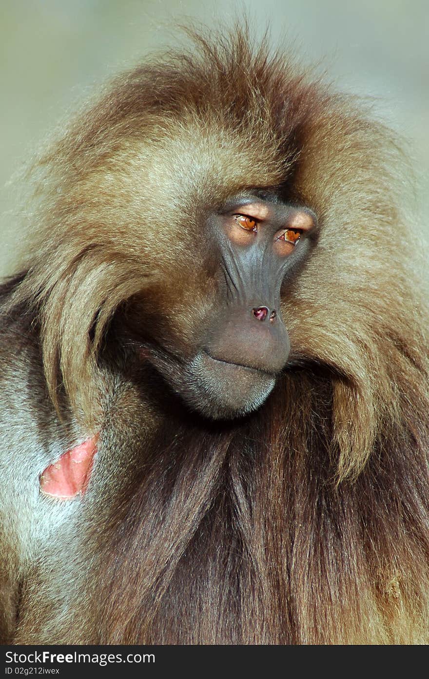 Gelada baboon looking to the right in Simeon mountains in Ethiopia