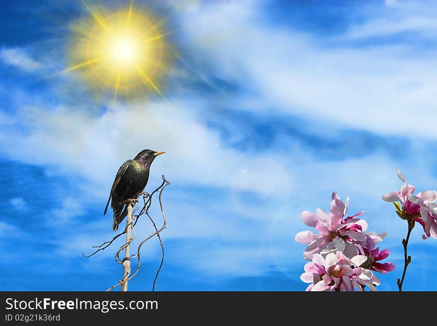 Perched Blackbird With Magnolia Flowers And Sun. Perched Blackbird With Magnolia Flowers And Sun