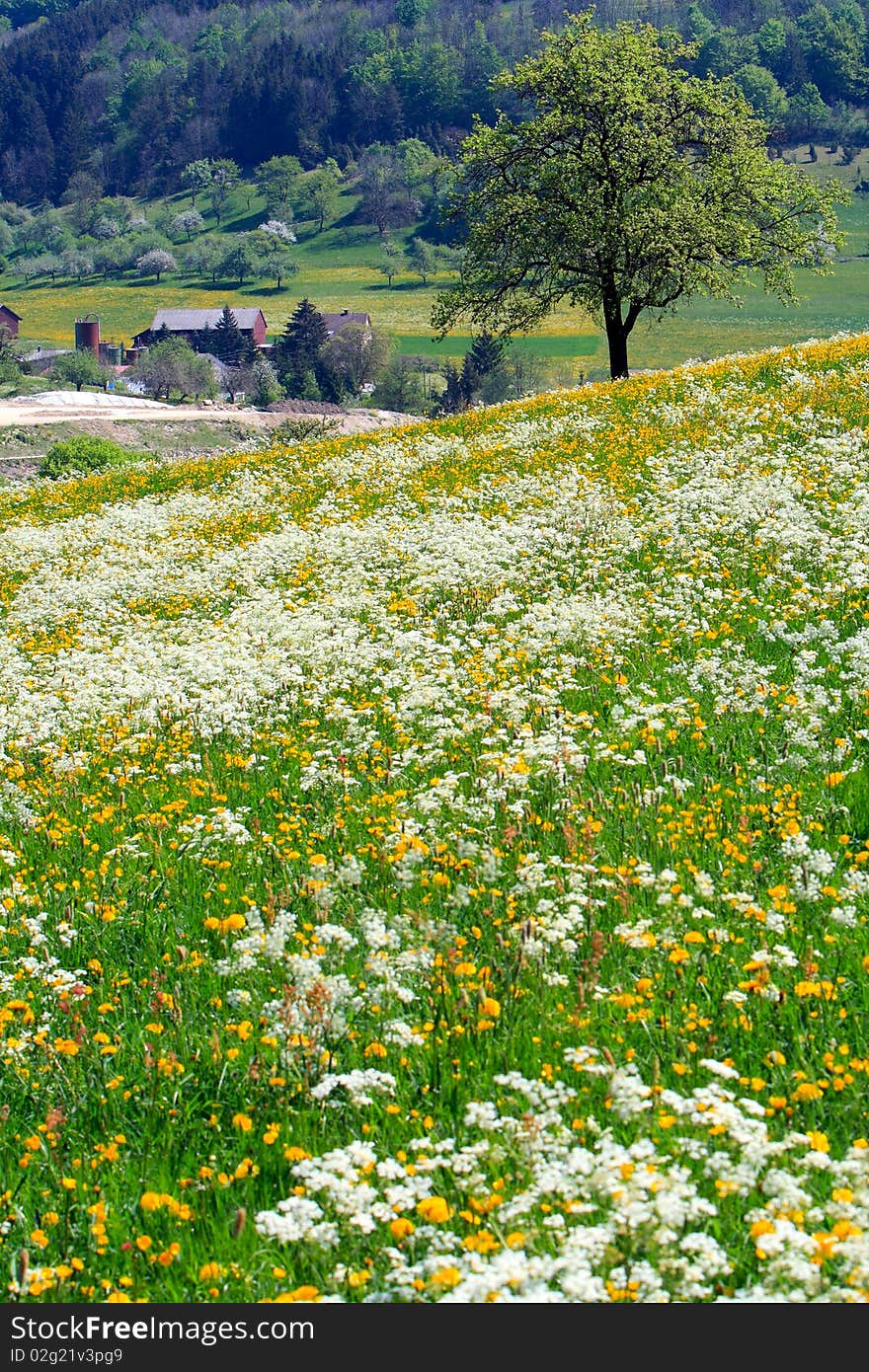 Beautiful spring landscape with colorful wildflowers blossoming in field,a small village background. Beautiful spring landscape with colorful wildflowers blossoming in field,a small village background