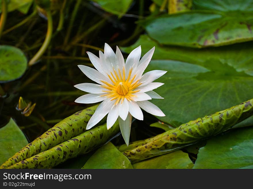 White lotus with dark green leaves in winter garden under golden warm light.