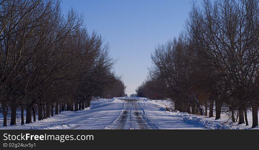 Trees In Perspective Along A Road