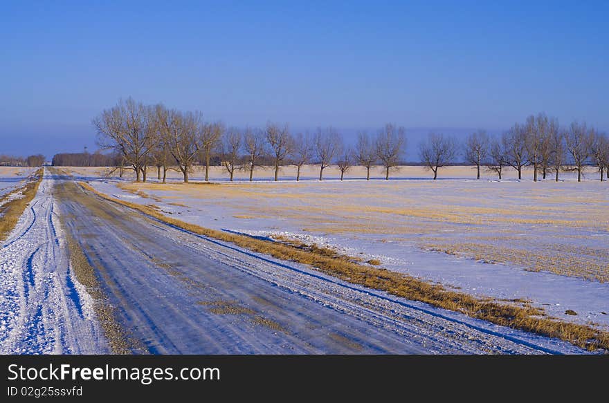 Trees in perspective along a road