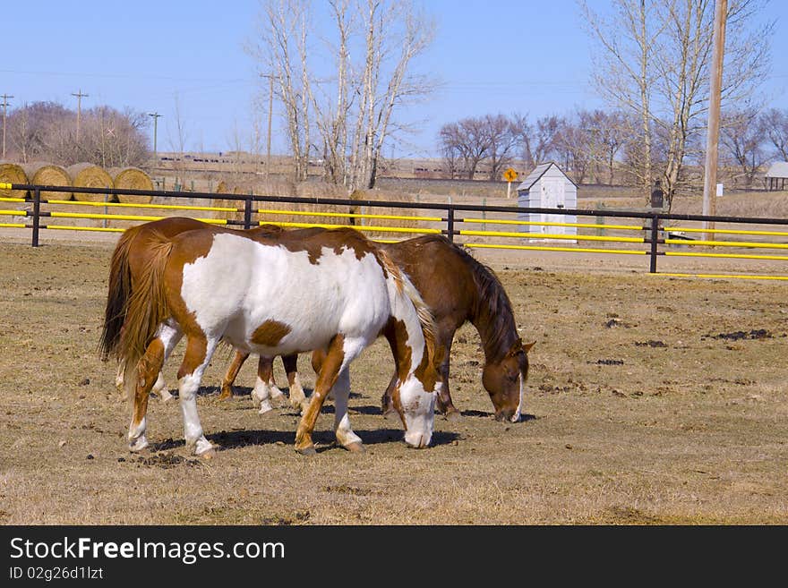 Two Horses Grazing on the Farm