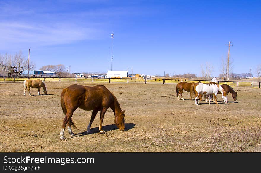 An old style farm with horses grazing. An old style farm with horses grazing