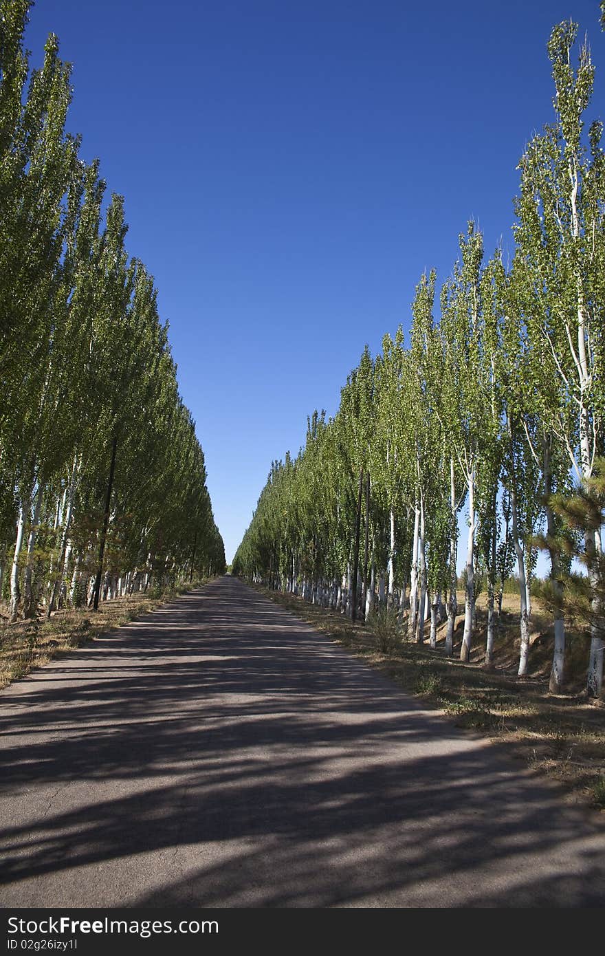 The long avenue in autumn