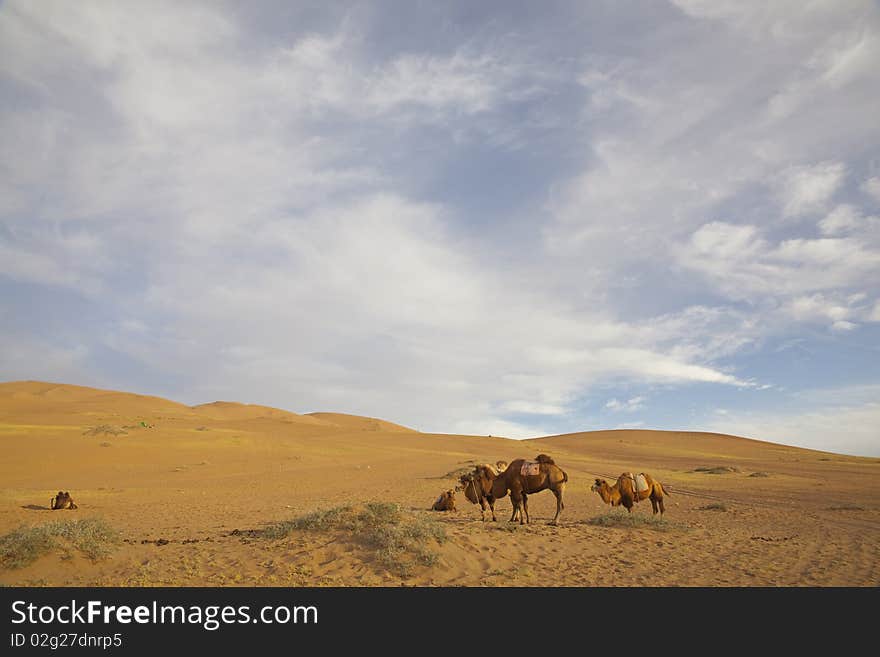 The camels are relaxing in the sand desert in Inner Mongolia of China. The camels are relaxing in the sand desert in Inner Mongolia of China