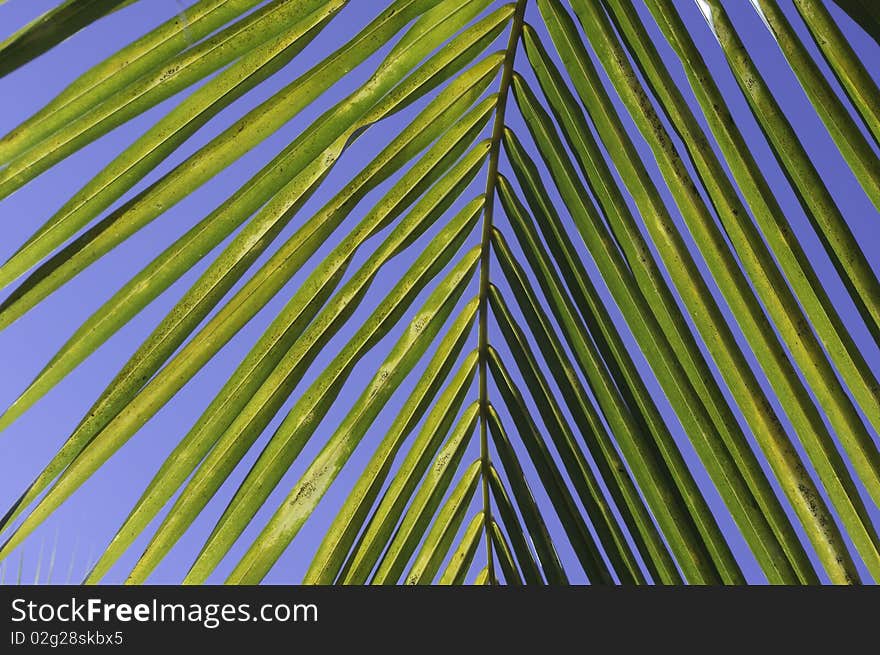 Detail closeup of yellowish green coconut leaves with blue sky background. Detail closeup of yellowish green coconut leaves with blue sky background