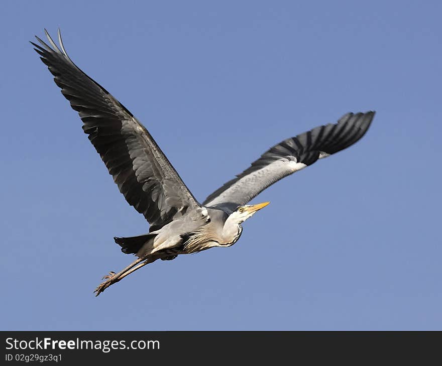 Grey Heron