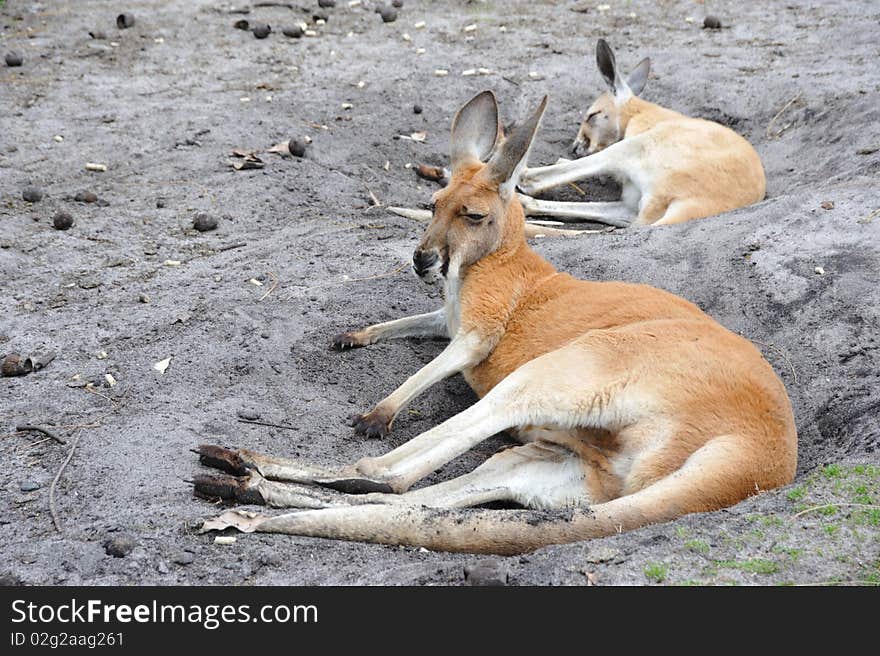 The kangoroo - national symbol of Australia