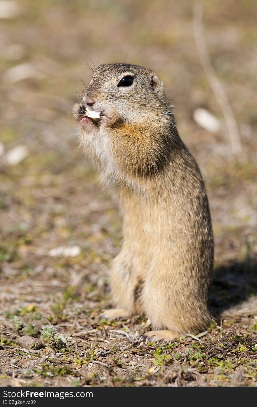 Souslik or European Ground Squirrel