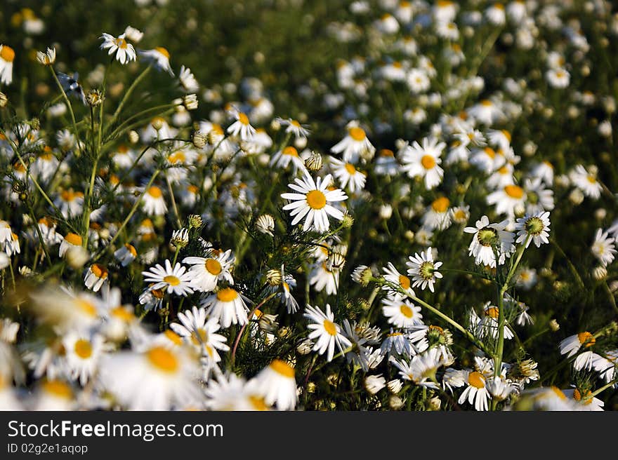 An image of many white flowers on blue background