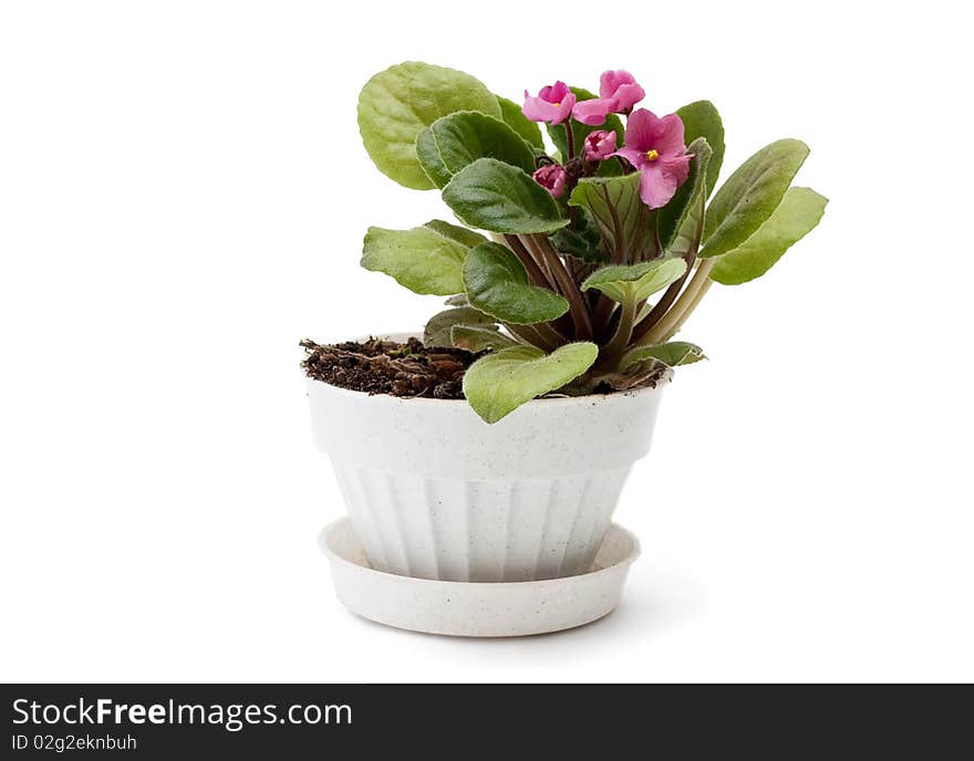 Voilets in a flowerpot close-up. Isolated over white background. Voilets in a flowerpot close-up. Isolated over white background.