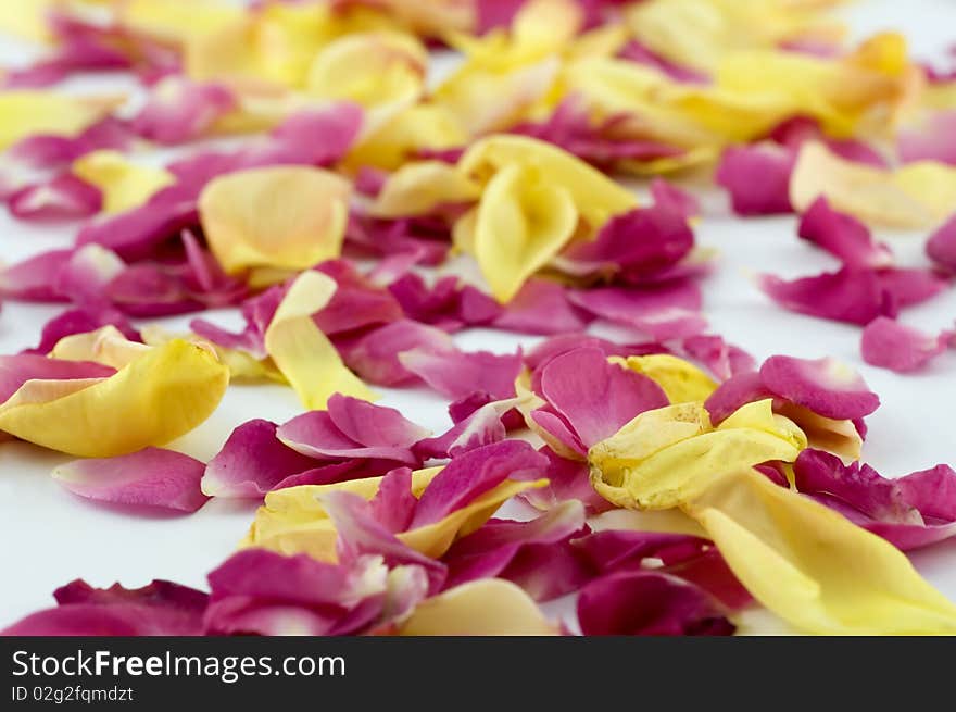 Red and Yellow Petals