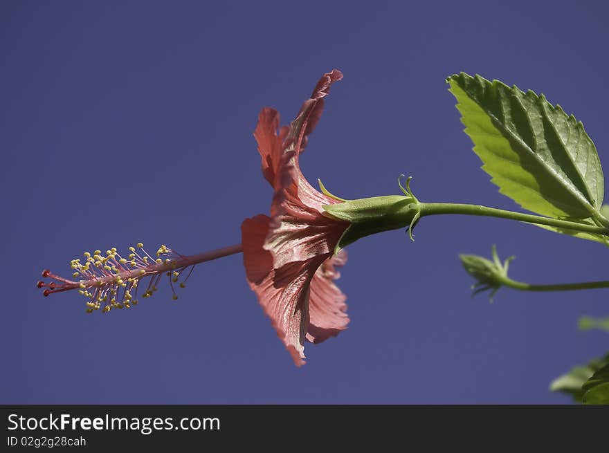 Hibiscus flower red in color with blue sky background