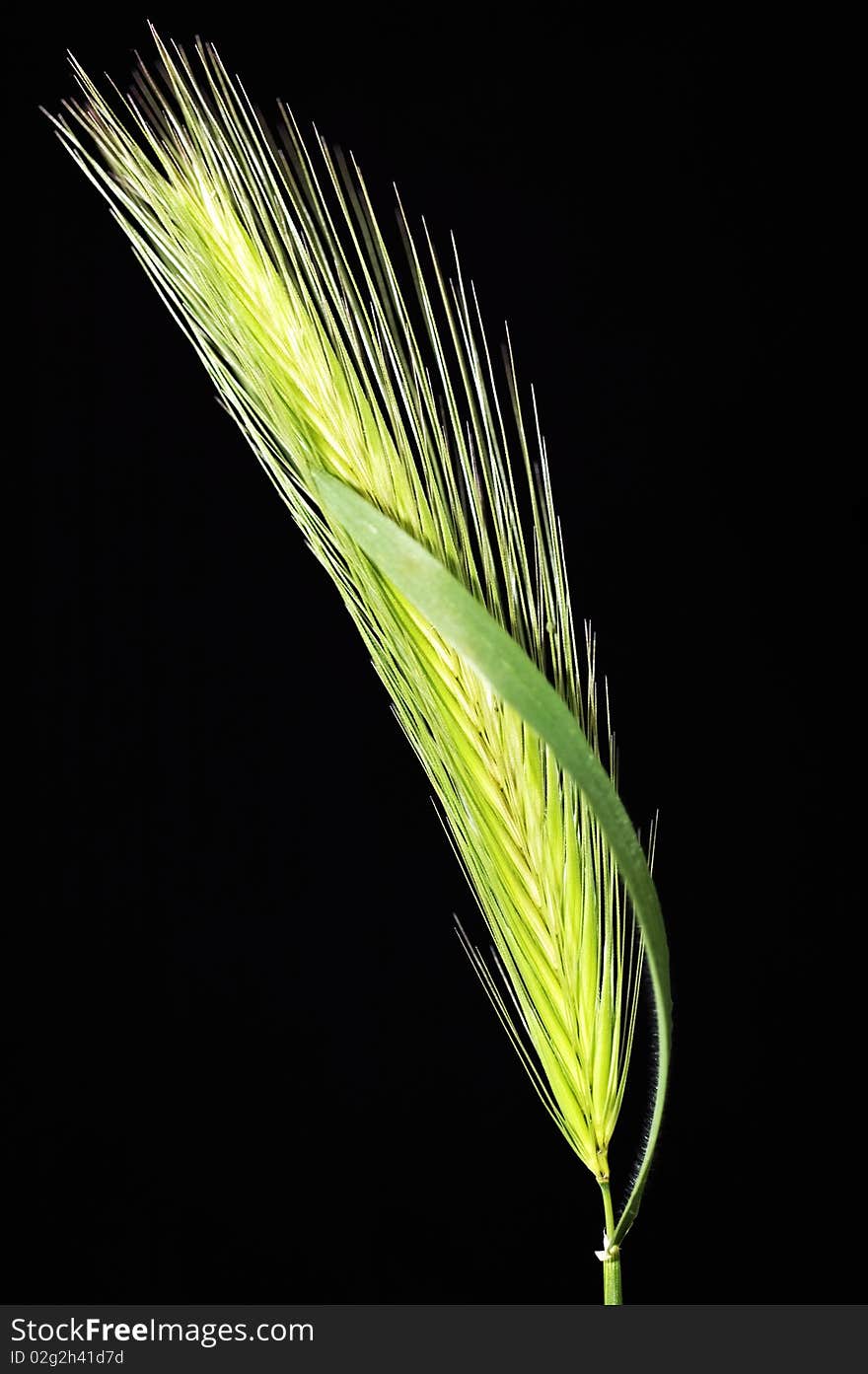 Wild grass isolated on black.