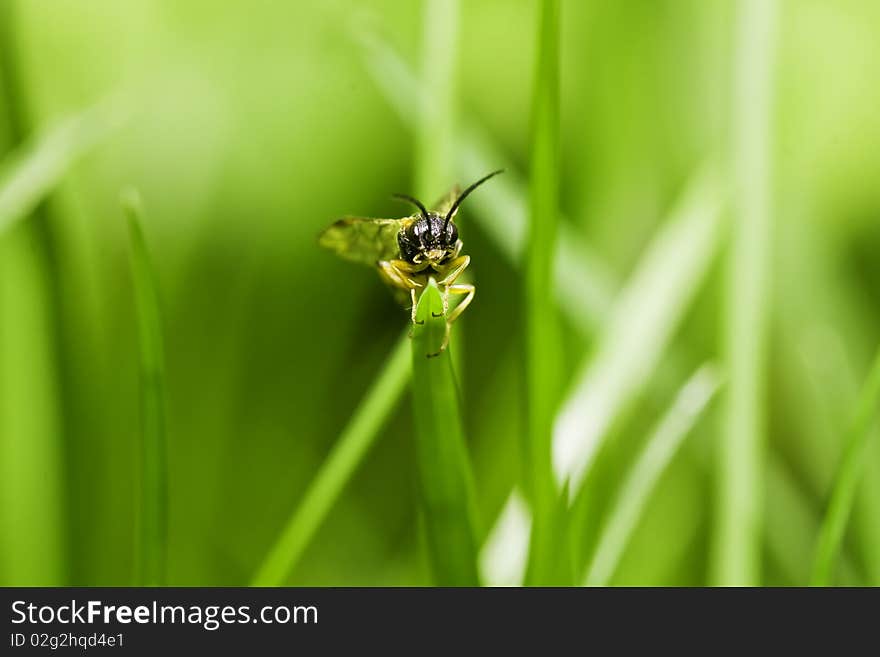 Beetle on a grass, macro. Beetle on a grass, macro