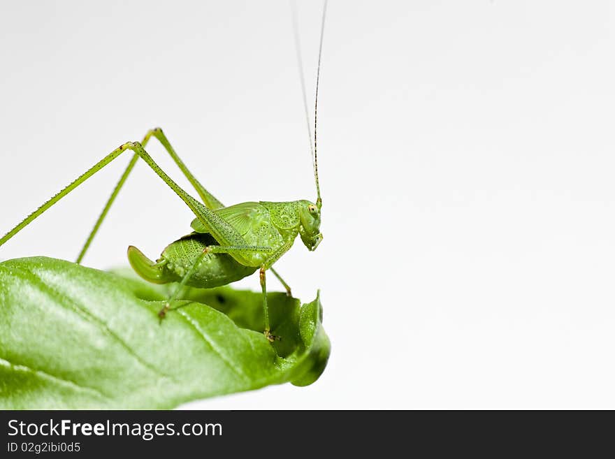 Common Green Grasshopper (Omocestus viridulus) on a leaf