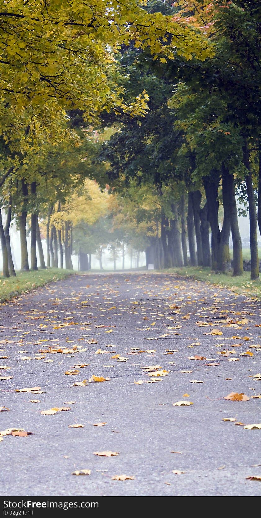 Trees with yellow leaves in park. Trees with yellow leaves in park