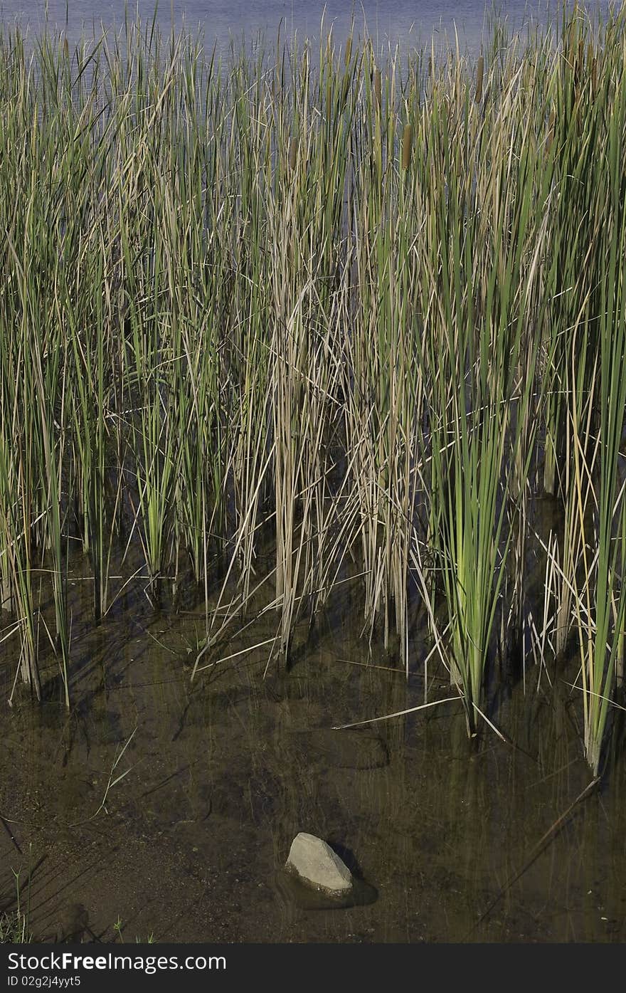 Water grass