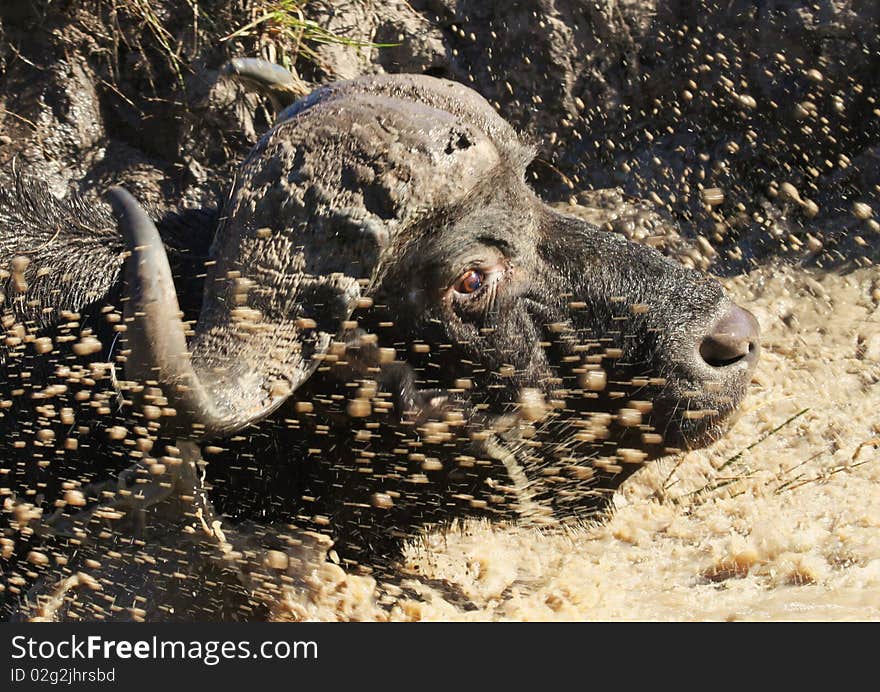 Buffalo running into a pool of water before having a mud bath on a hot morning in South Africa\'s Eastern Cape. Buffalo running into a pool of water before having a mud bath on a hot morning in South Africa\'s Eastern Cape