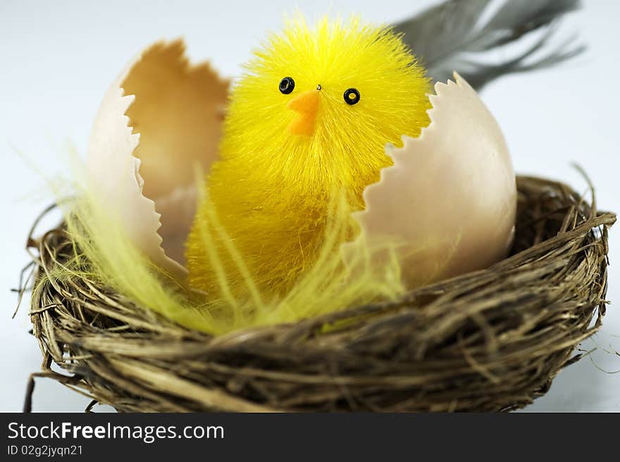 New born chick in a nest