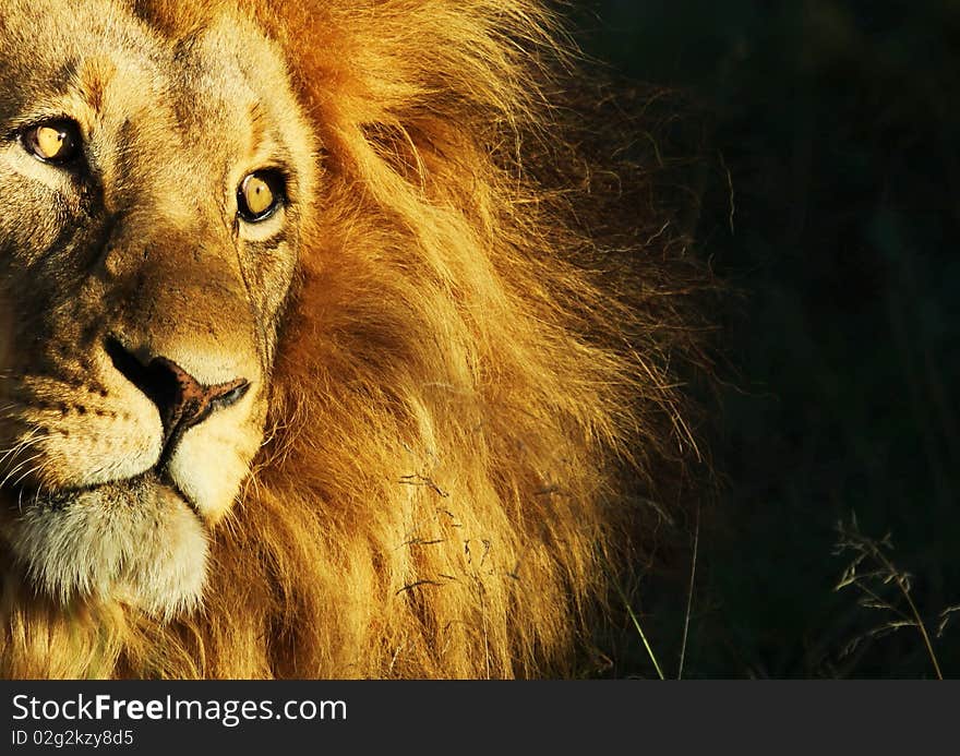 Lion staring into the sun on a late afternoon in South Africa. Lion staring into the sun on a late afternoon in South Africa