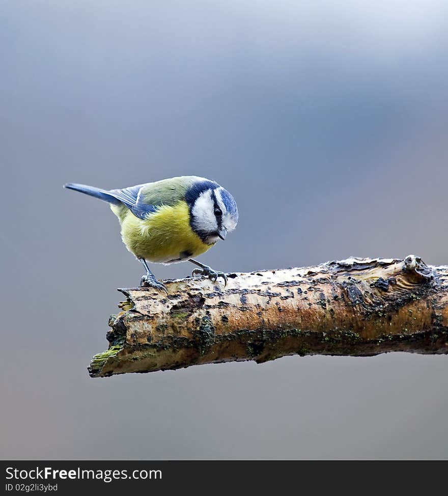 Adult Blue Tit on branch looking at camera