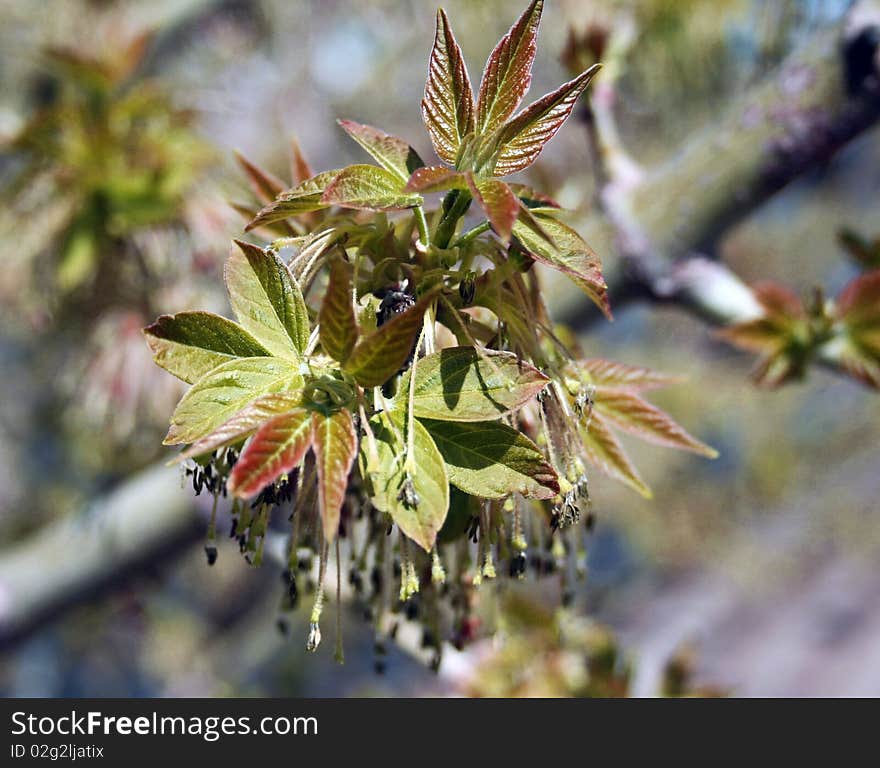 Spring leaves branch, bright, close