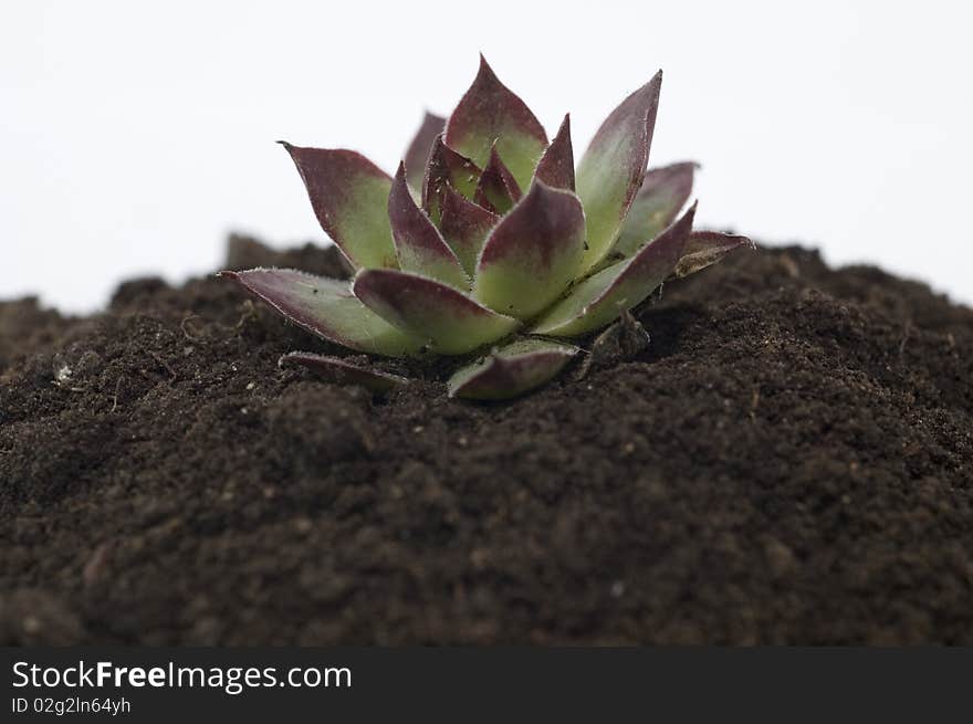 Close-up of green plant on white background.