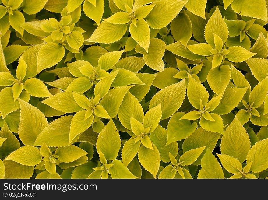 Area bright green leaf coleus close-up