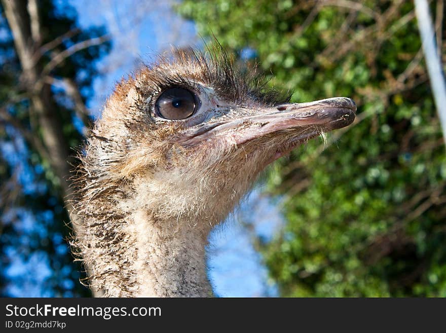 Ostrich portrait in Etosha National Park, Namibia