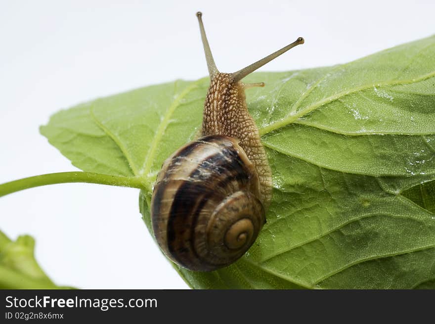 Snail on a Leaf