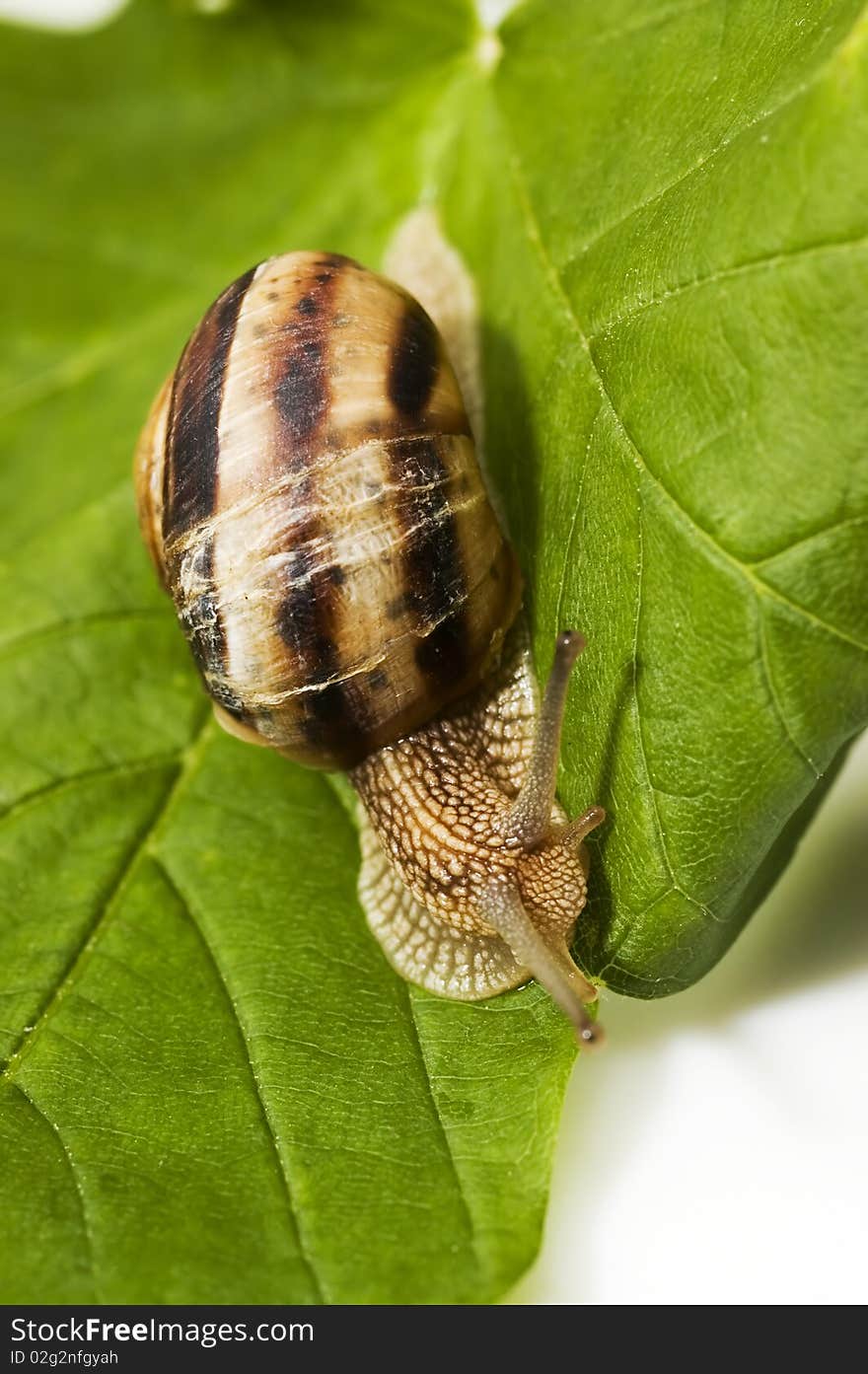 A brown snail on a leaf. A brown snail on a leaf.