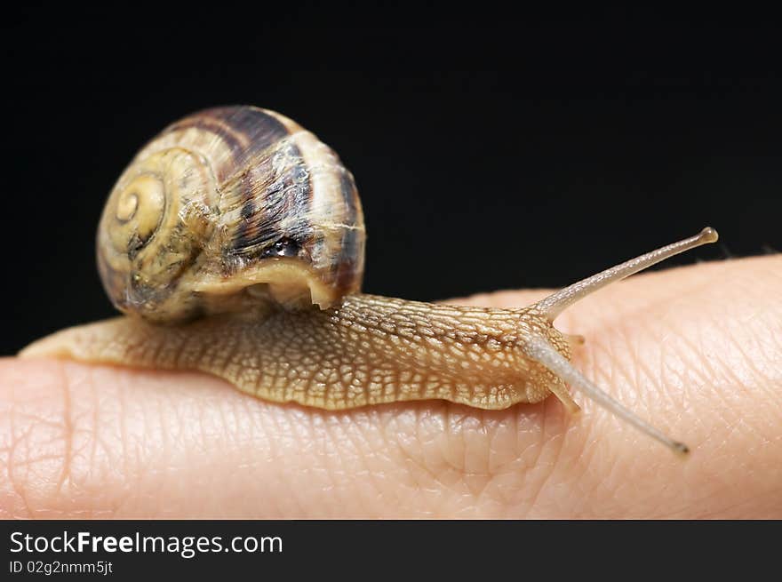 Snail on part of finger