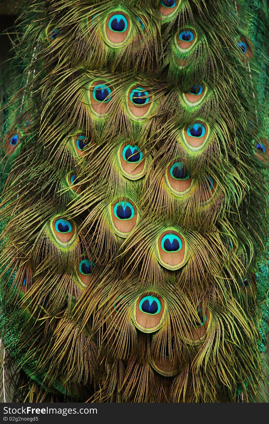 Peacock