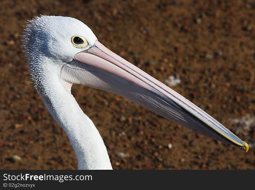 The smart pelican on the beach. The smart pelican on the beach