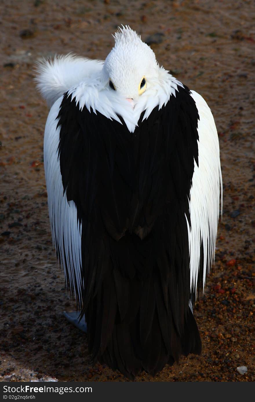 The smart pelican is hiding in its wings. The smart pelican is hiding in its wings