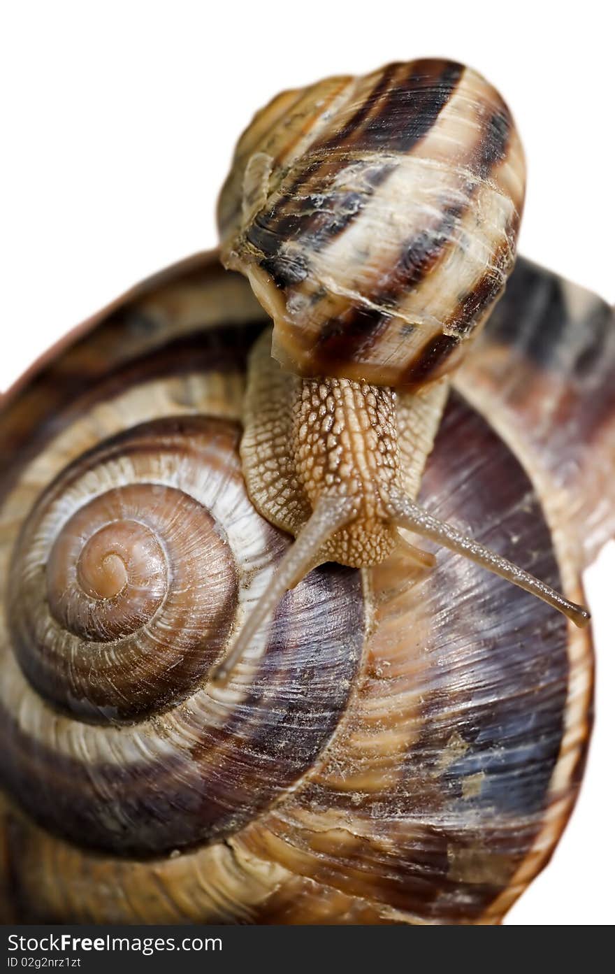 Snails Isolated On White