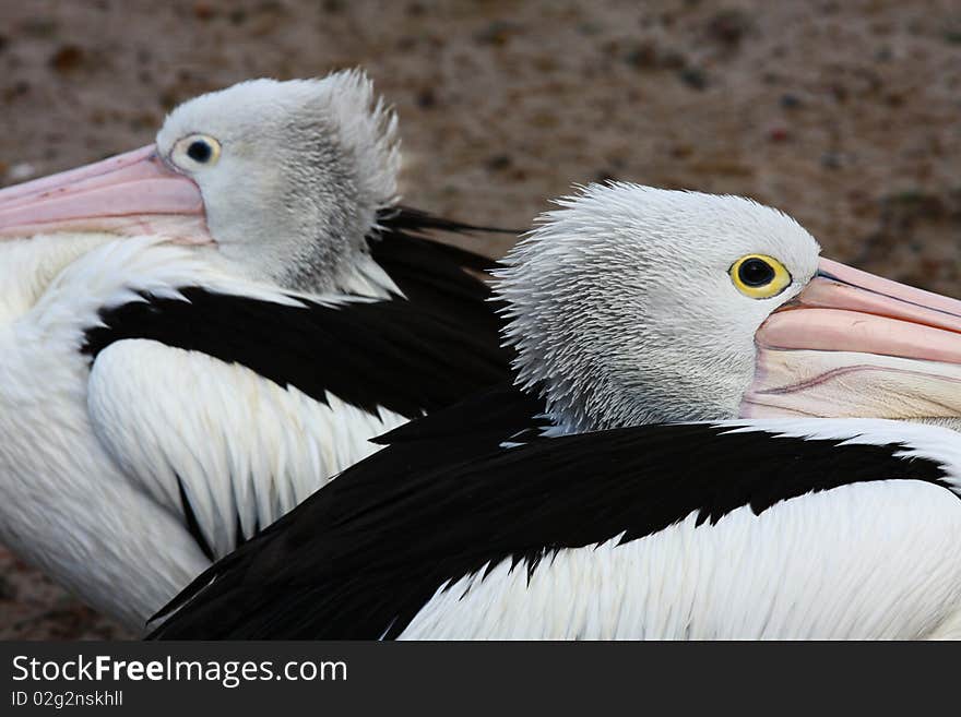 The identical pelicans on the beach. The identical pelicans on the beach