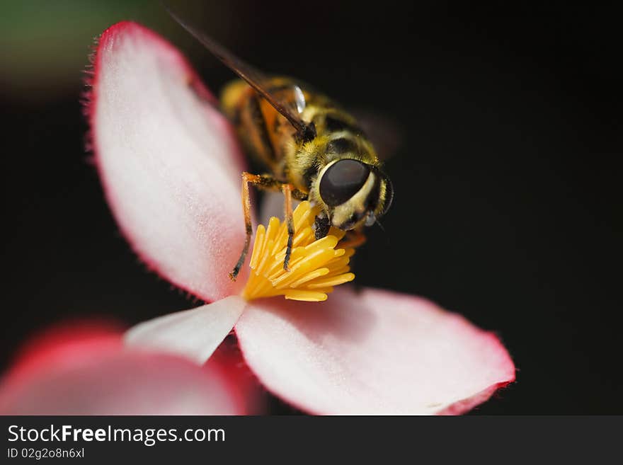 Bee carabinae sitting on a blossoming flower begonias, close-up photography. Bee carabinae sitting on a blossoming flower begonias, close-up photography