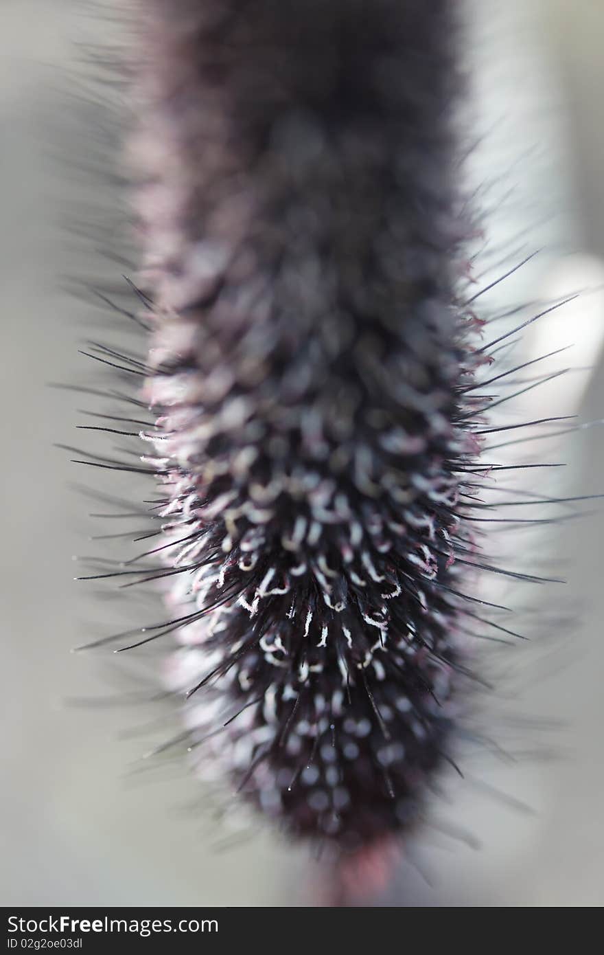 Inflorescence bristle grass gray, close-up