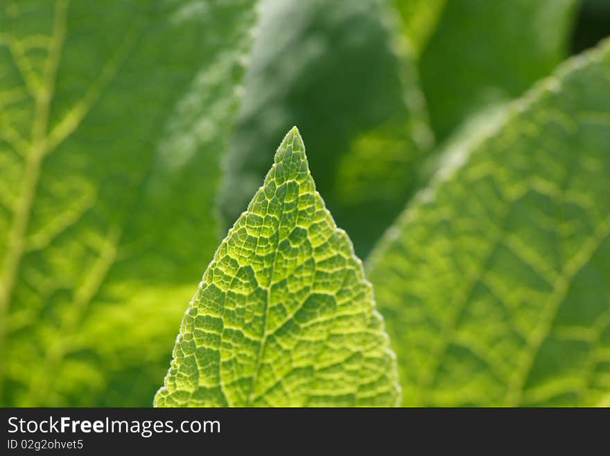 Green leaf foxglove close-up of backlighting