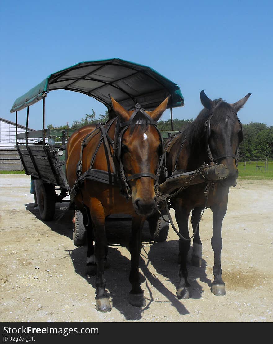 Harness of horses waiting for the tourists for a visit of a reserve in the big Hungarian plain. Harness of horses waiting for the tourists for a visit of a reserve in the big Hungarian plain.