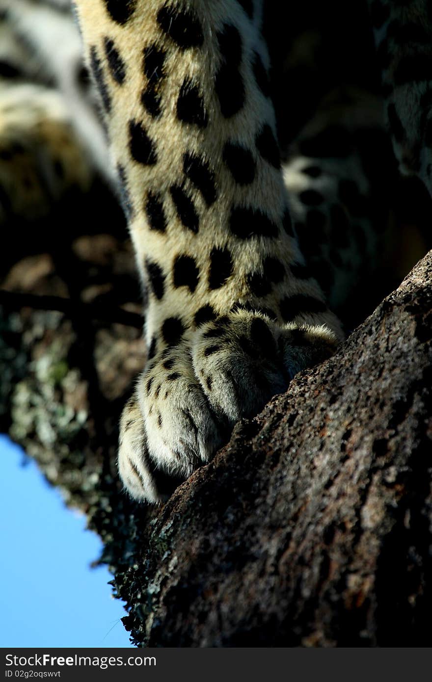 Leopard leg and paw as the creature sits high up in a thorn tree looking down on the world. Leopard leg and paw as the creature sits high up in a thorn tree looking down on the world.