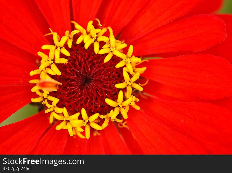 Yellow stamens of the flower zinnia  with reds leaves, close-up photography