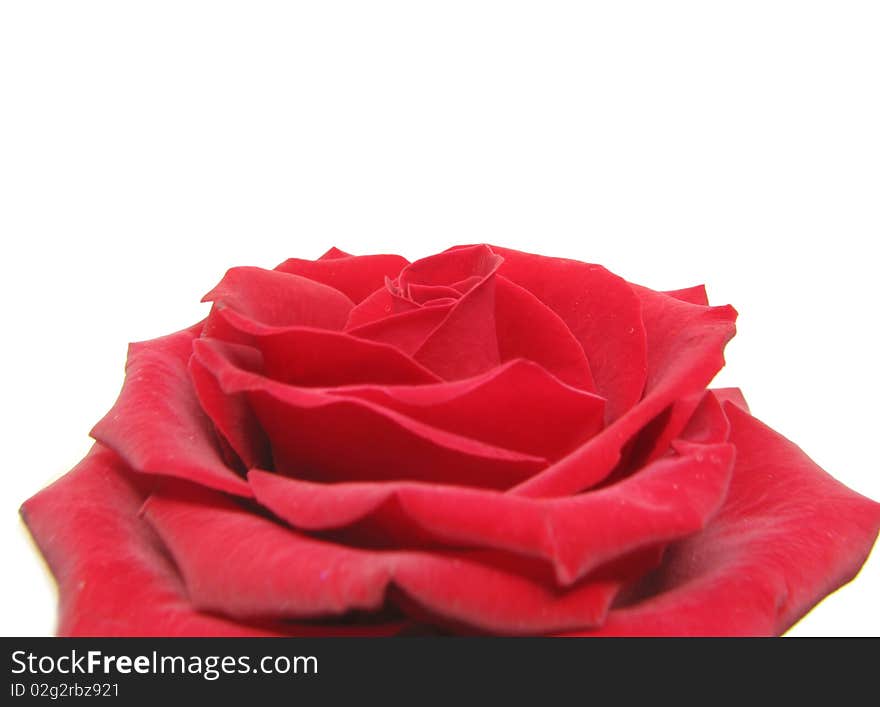 Red damask rose heart closeup